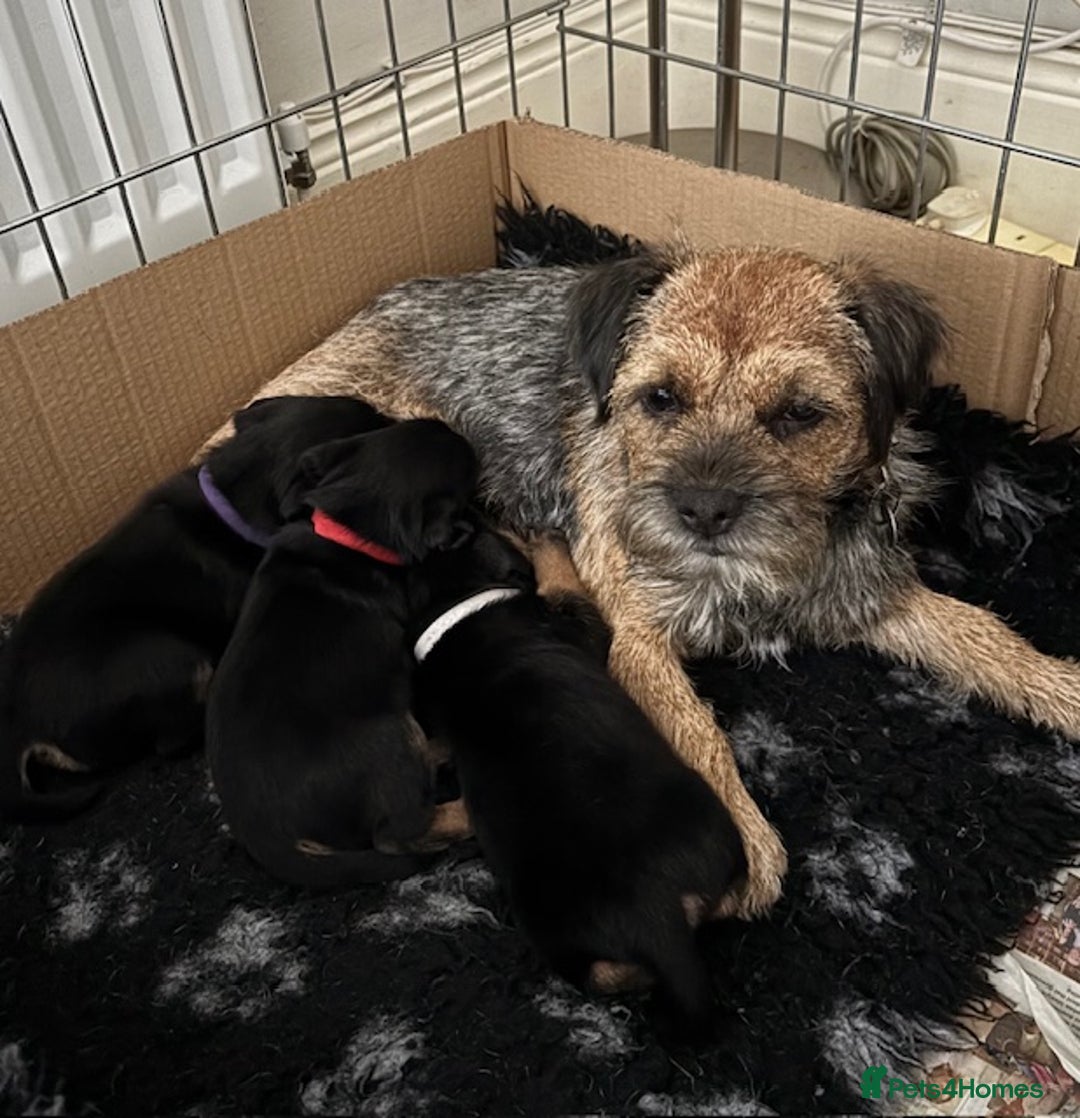 Border Terrier dogs for sale: 2 exceptional KC registered Border Terrier pups - Image 8