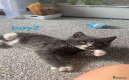 Mixed Breed cats for sale: 5 kittens - Image 3