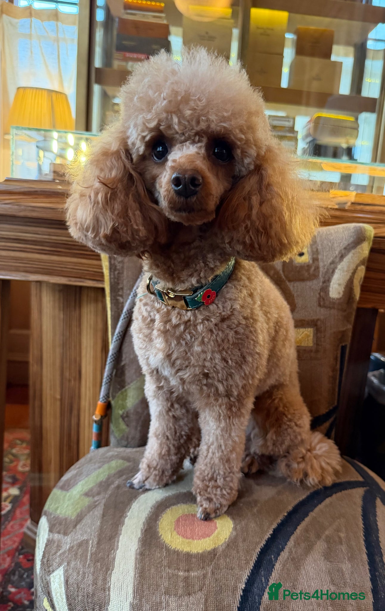 Toy Poodle dogs Outstanding KC toy poodles 🐩  - Advert 1