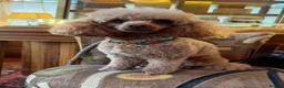 Toy Poodle dogs for sale: Outstanding KC toy poodles 🐩  - Advert 1