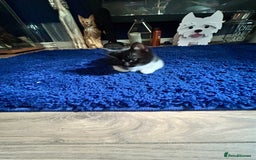Mixed Breed cats for sale: Ragdoll x breed - Image 4