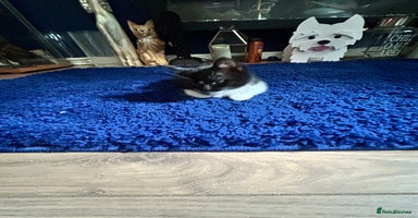 Mixed Breed cats - Advert 15