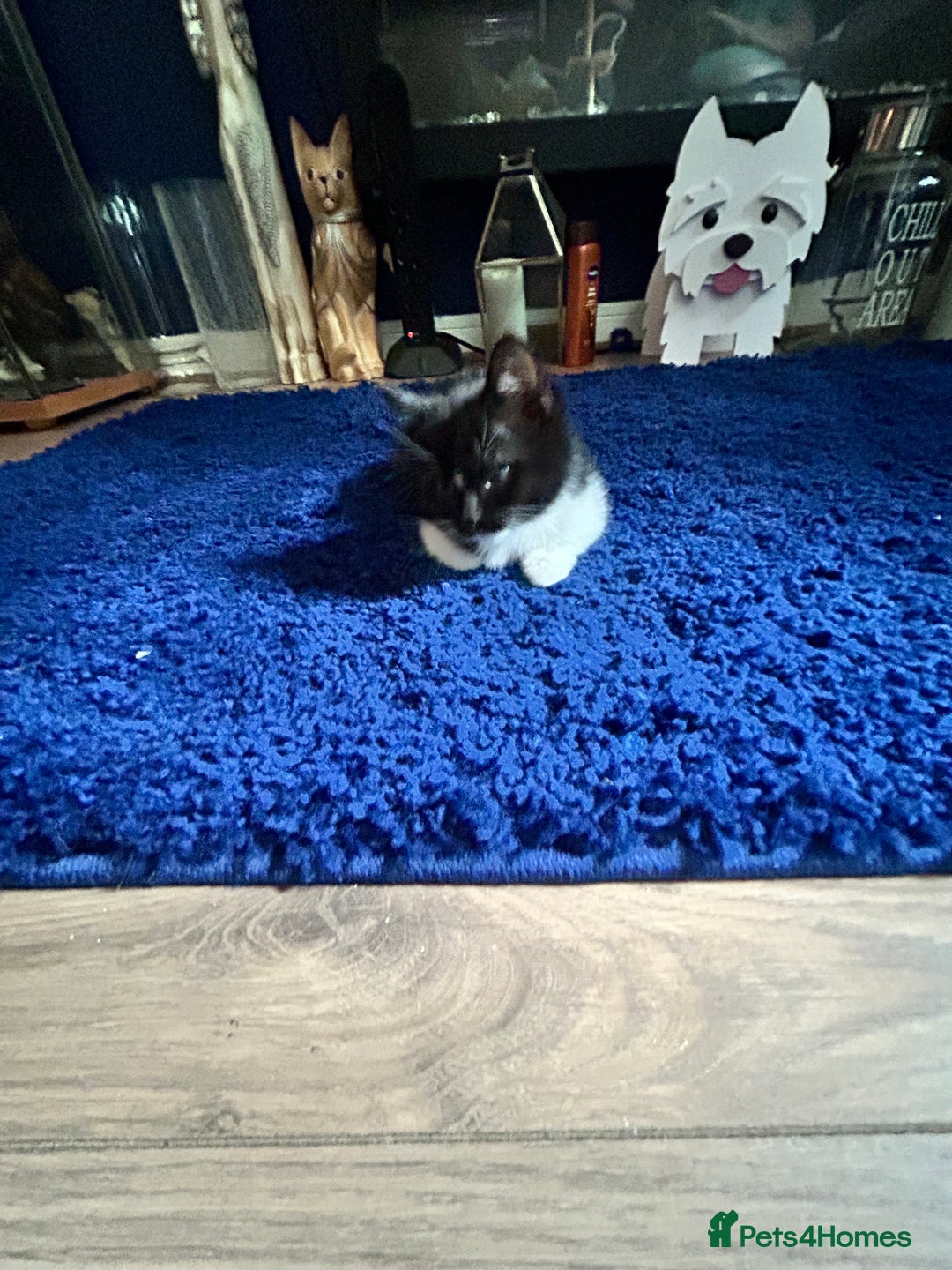 Mixed Breed cats for sale: Ragdoll x breed - Image 4