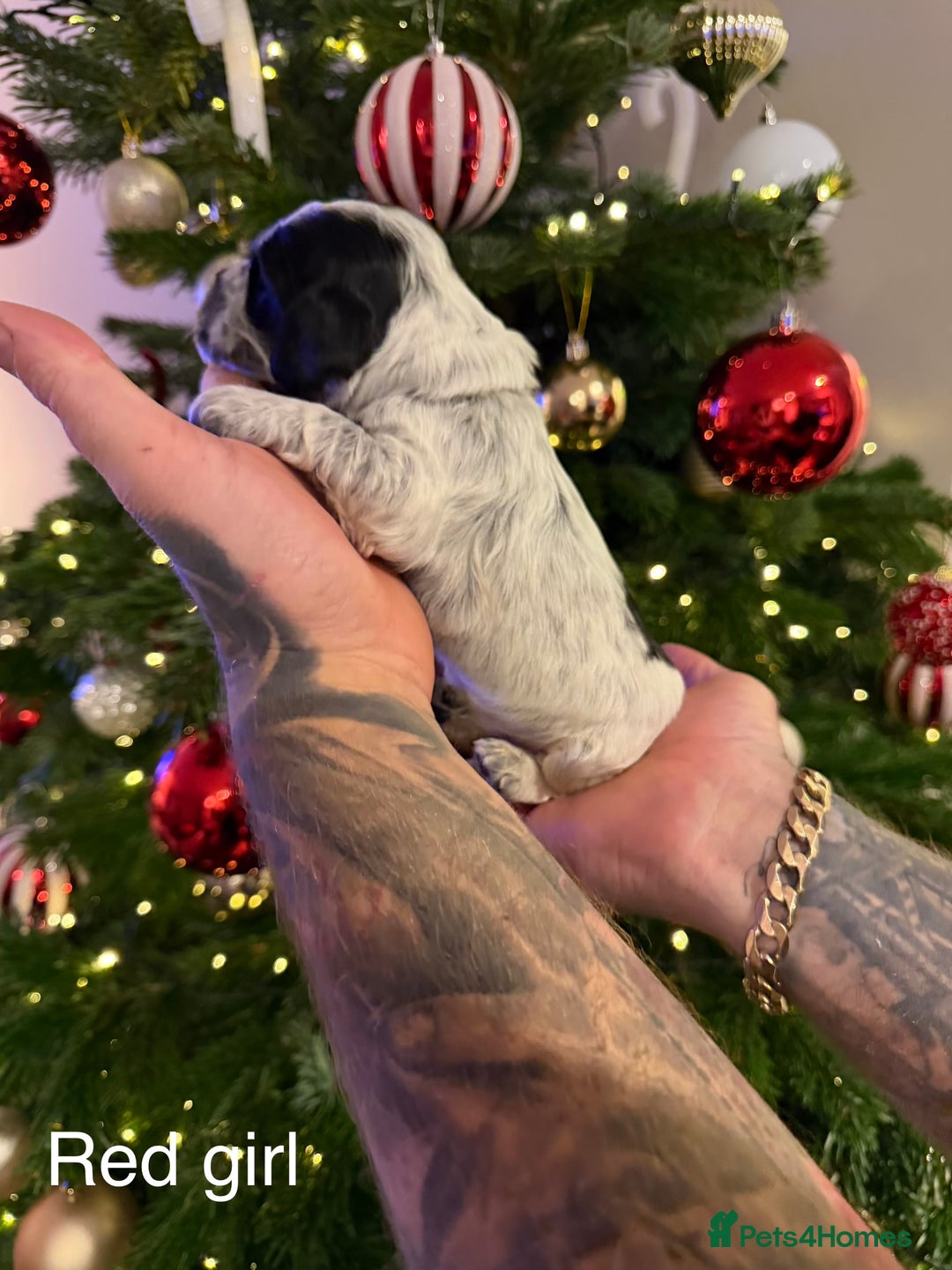 Cocker Spaniel dogs for sale: KC registered show type cocker spaniel  - Advert 3