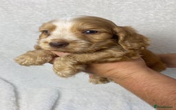 Cocker Spaniel dogs for sale: Show type cocker spaniels  - Image 10