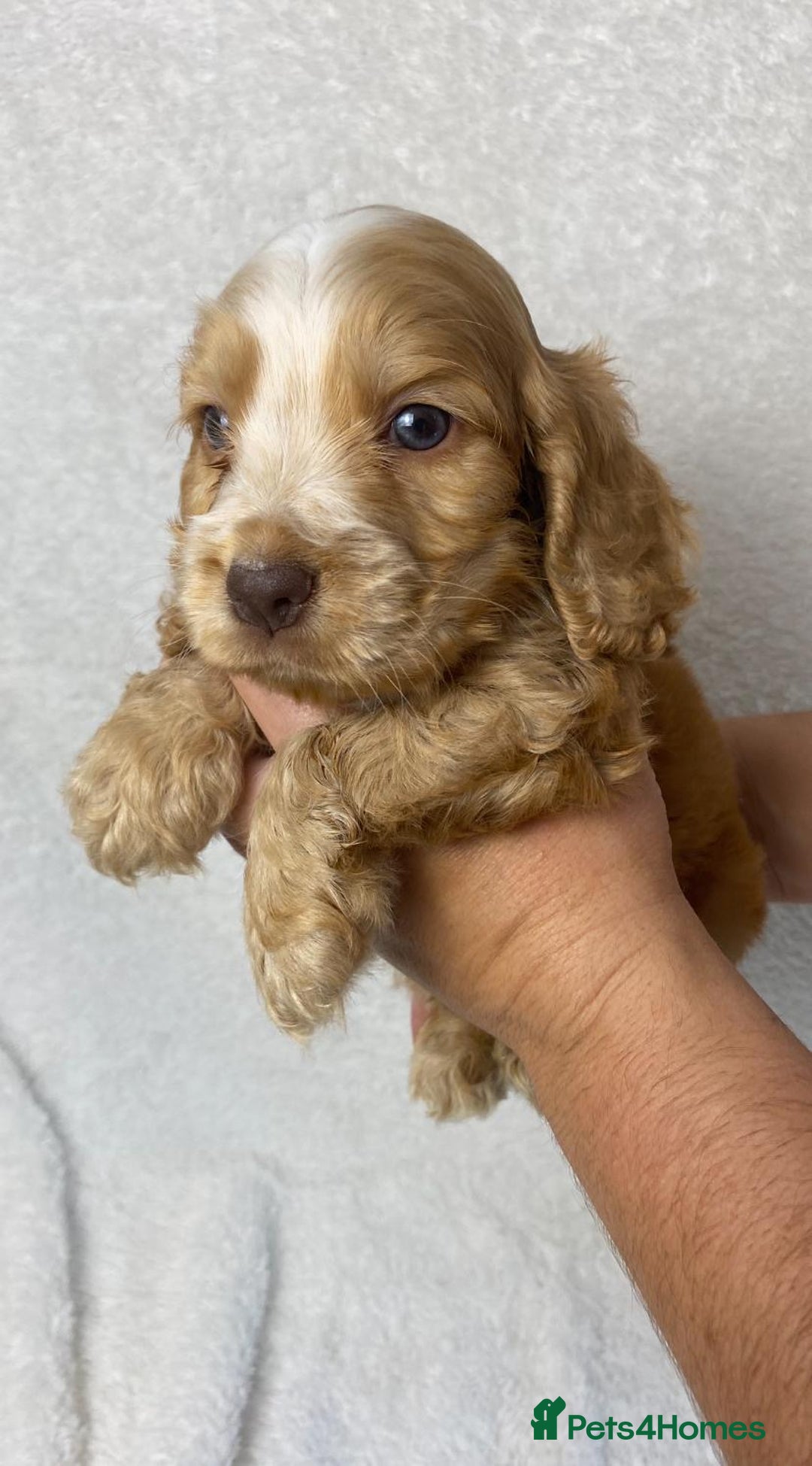 Cocker Spaniel dogs for sale: Show type cocker spaniels  - Image 10