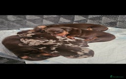 Miniature Dachshund dogs for sale: Kc miniature-dachshund pups - Image 4