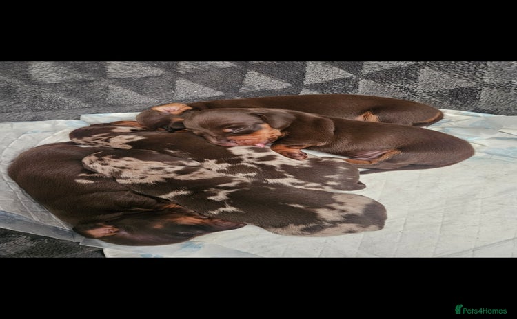 Miniature Dachshund dogs - Advert 2