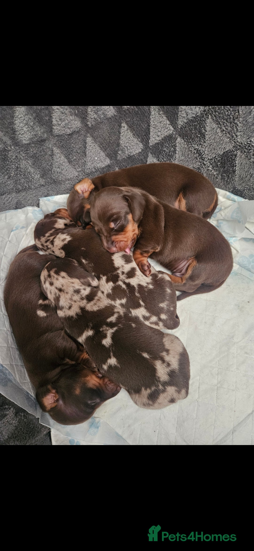 Miniature Dachshund dogs for sale: Kc miniature-dachshund pups - Image 4
