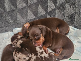 Miniature Dachshund dogs - Advert 4