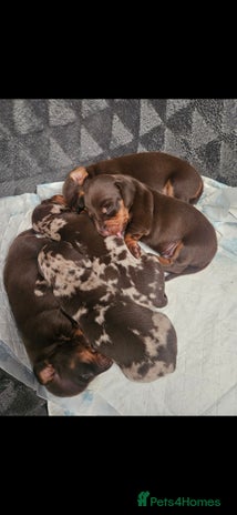 Miniature Dachshund dogs - Advert 1