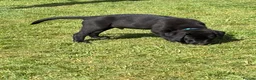 Labrador Retriever dogs for sale: 1 left boy Black Labrador Puppy for sale Cornwall  - Advert 5