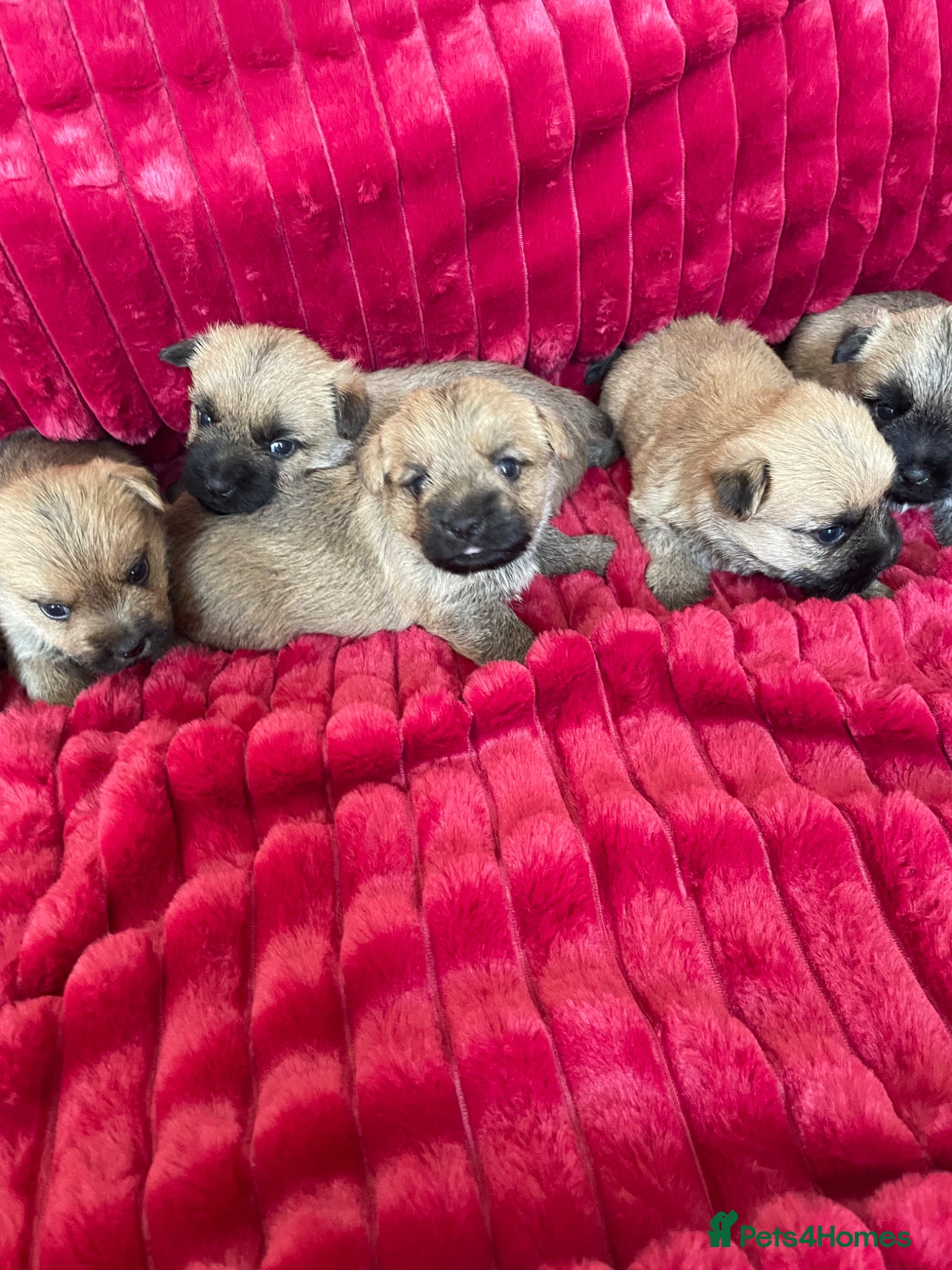 Cairn Terrier dogs Quality KC Reg Cairn Terrier pups  - Advert 4