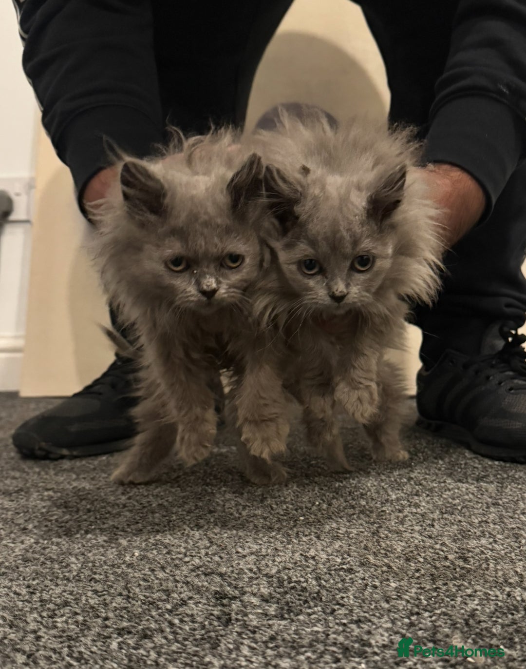 British Longhair cats for sale: Adorable British Longhair Kittens Ready Now! - Advert 18