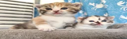 Munchkin cats for sale: Beautiful girls  - Advert 12