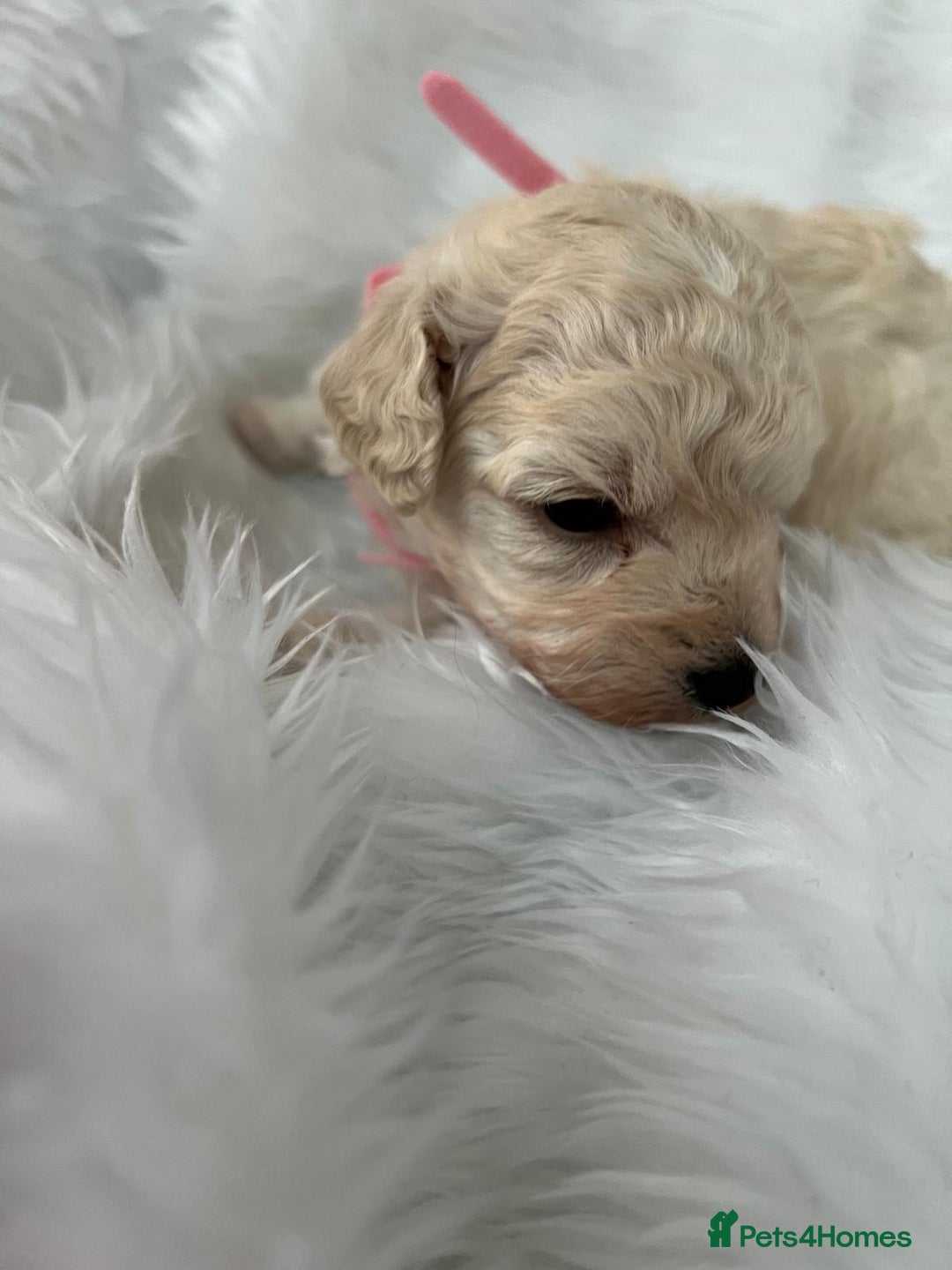 Cavapoo dogs for sale: Adorable Cavapoo Puppies - Parents Health Tested - Image 10