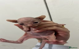 Sphynx cats for sale: 4 elf’s for sale - Image 2