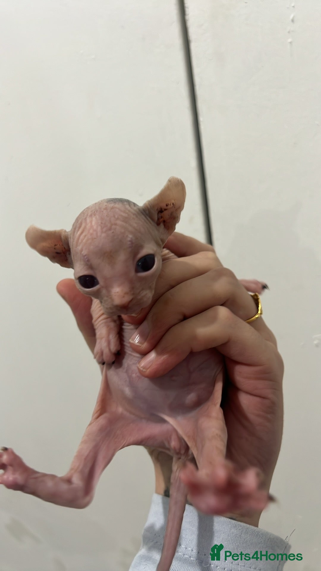 Sphynx cats for sale: 4 elf’s for sale - Image 2