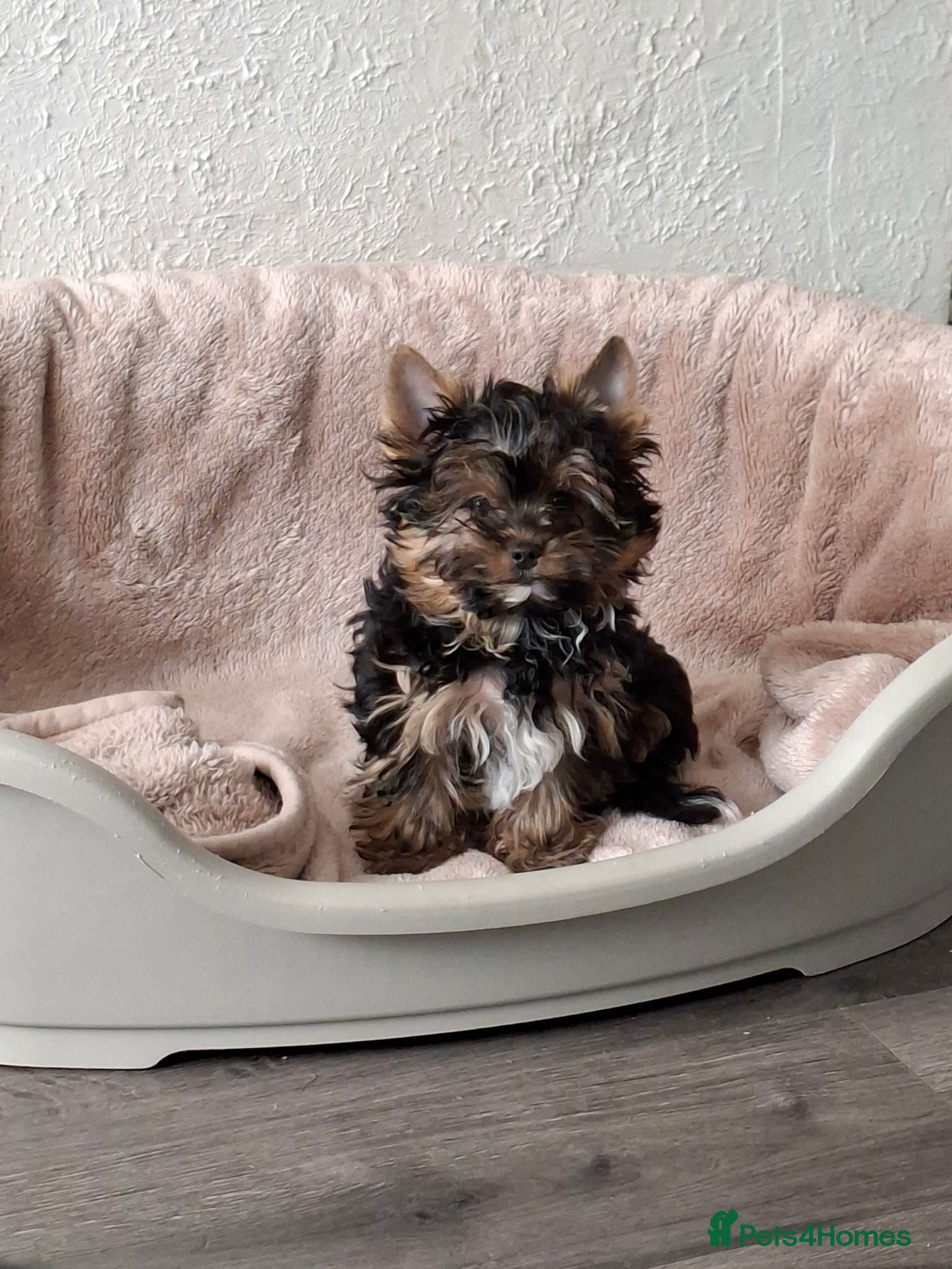 Yorkshire Terrier dogs LAST BOY READY TO GO❗️Yorkshire Terrier Puppies! - Advert 1
