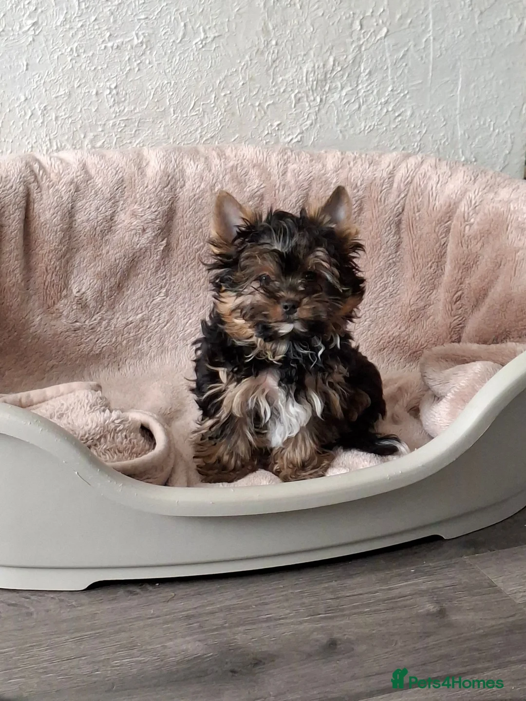 Yorkshire Terrier dogs for sale: LAST BOY READY TO GO❗️Yorkshire Terrier Puppies! - Advert 1