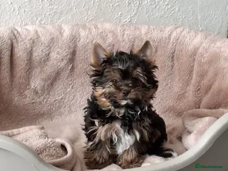 Yorkshire Terrier dogs LAST BOY READY TO GO❗️Yorkshire Terrier Puppies! - Advert 1