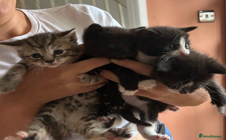 Mixed Breed cats - Advert 7
