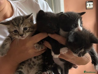 Mixed Breed cats - Advert 23