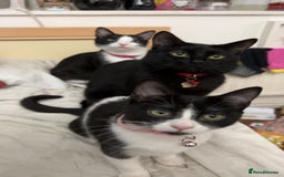 Domestic Shorthair cats for sale: FREE Cats for adoption  - Image 2