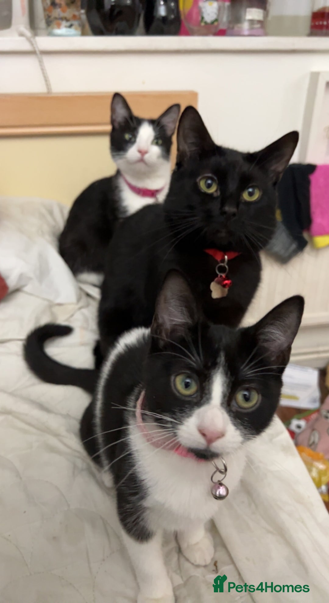 Domestic Shorthair cats for sale: FREE Cats for adoption  - Image 2