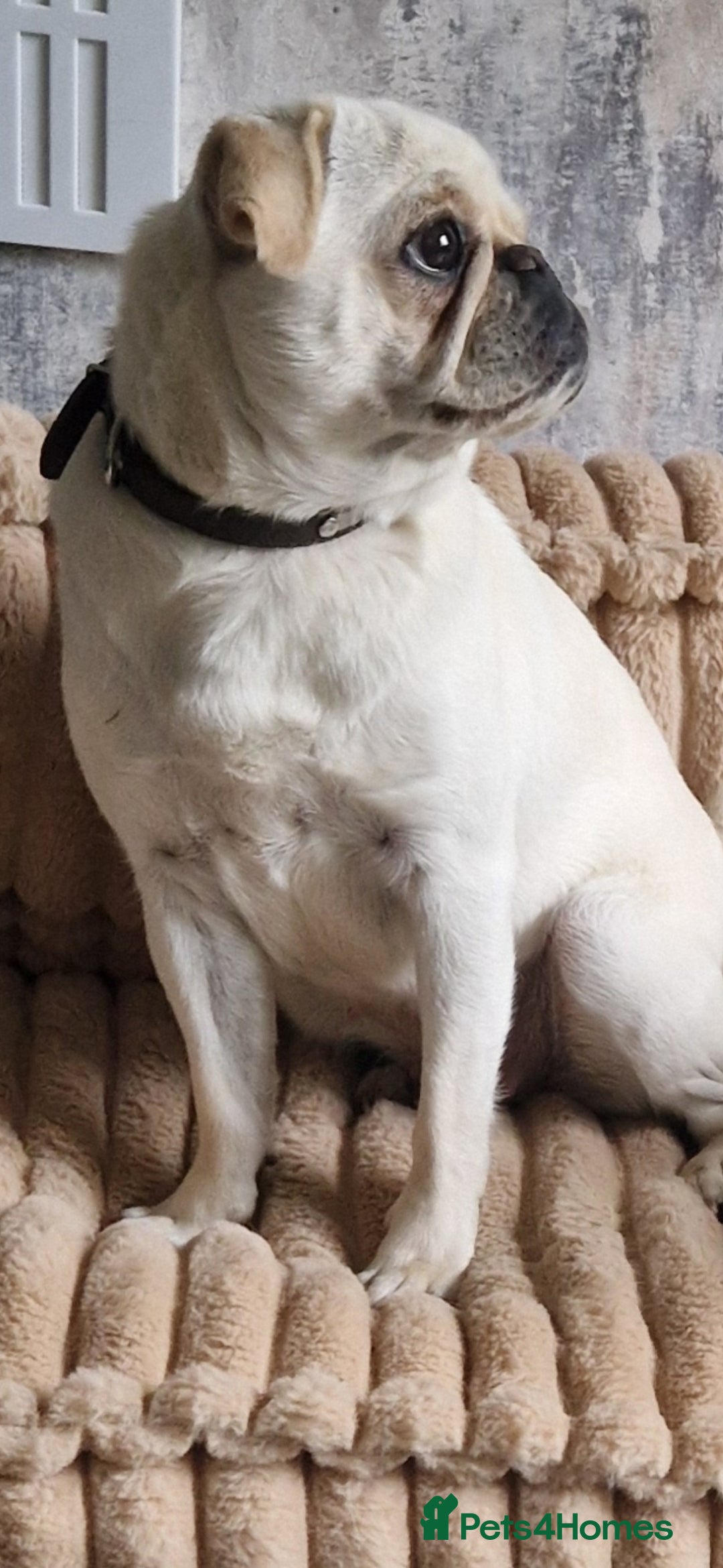 Pug dogs for sale: Female pug for sale - Image 2