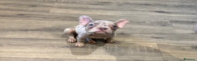 Newshade, Cream & Pink Merle🩷