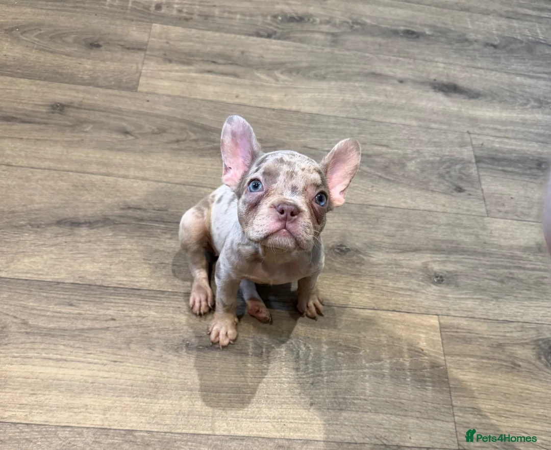 French Bulldog dogs for sale: *2 Luxury French Bulldogs Available🐾* - Advert 1