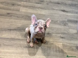French Bulldog dogs *2 Luxury French Bulldogs Available🐾* - Advert 1