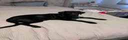 Mixed Breed dogs for sale: Cane corso X Labrador female - Advert 4