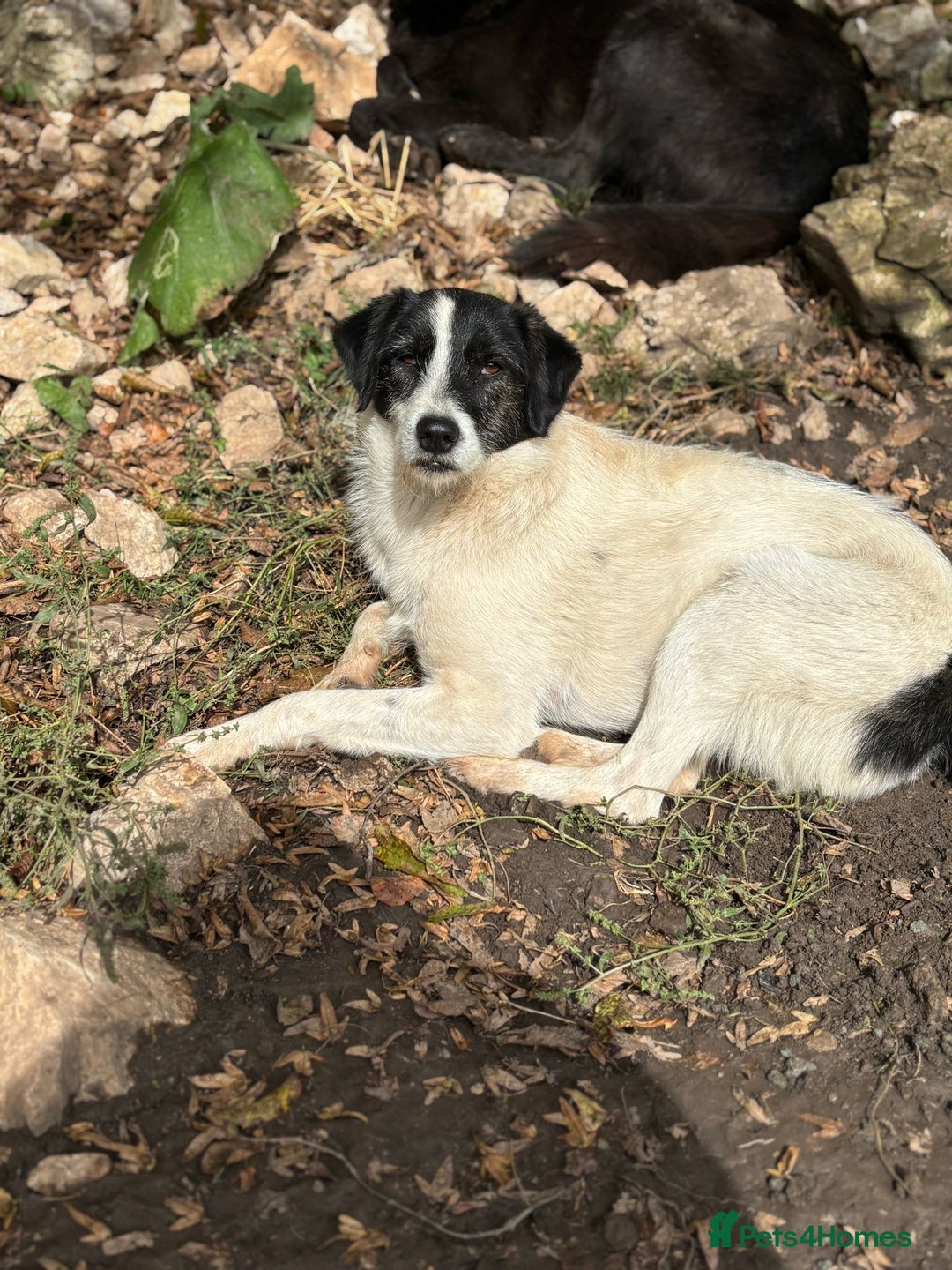 Mixed Breed dogs for adoption: Poppy ❤️ - Advert 2