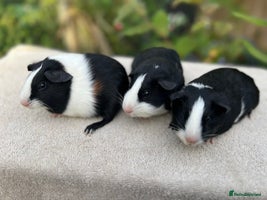 Guinea Pig rodents - Advert 9