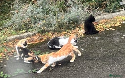 Mixed Breed cats for sale: Gorgeous farm/house kittens  - Image 10