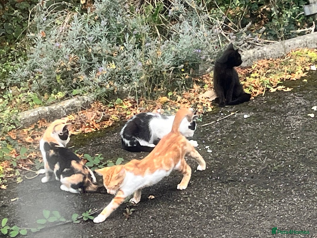 Mixed Breed cats for sale: Gorgeous farm/house kittens  - Image 10