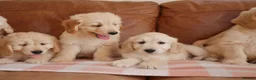 Mini Goldendoodle dogs for sale: Beautiful Health Tested Goldendoodle Puppies - Advert 14