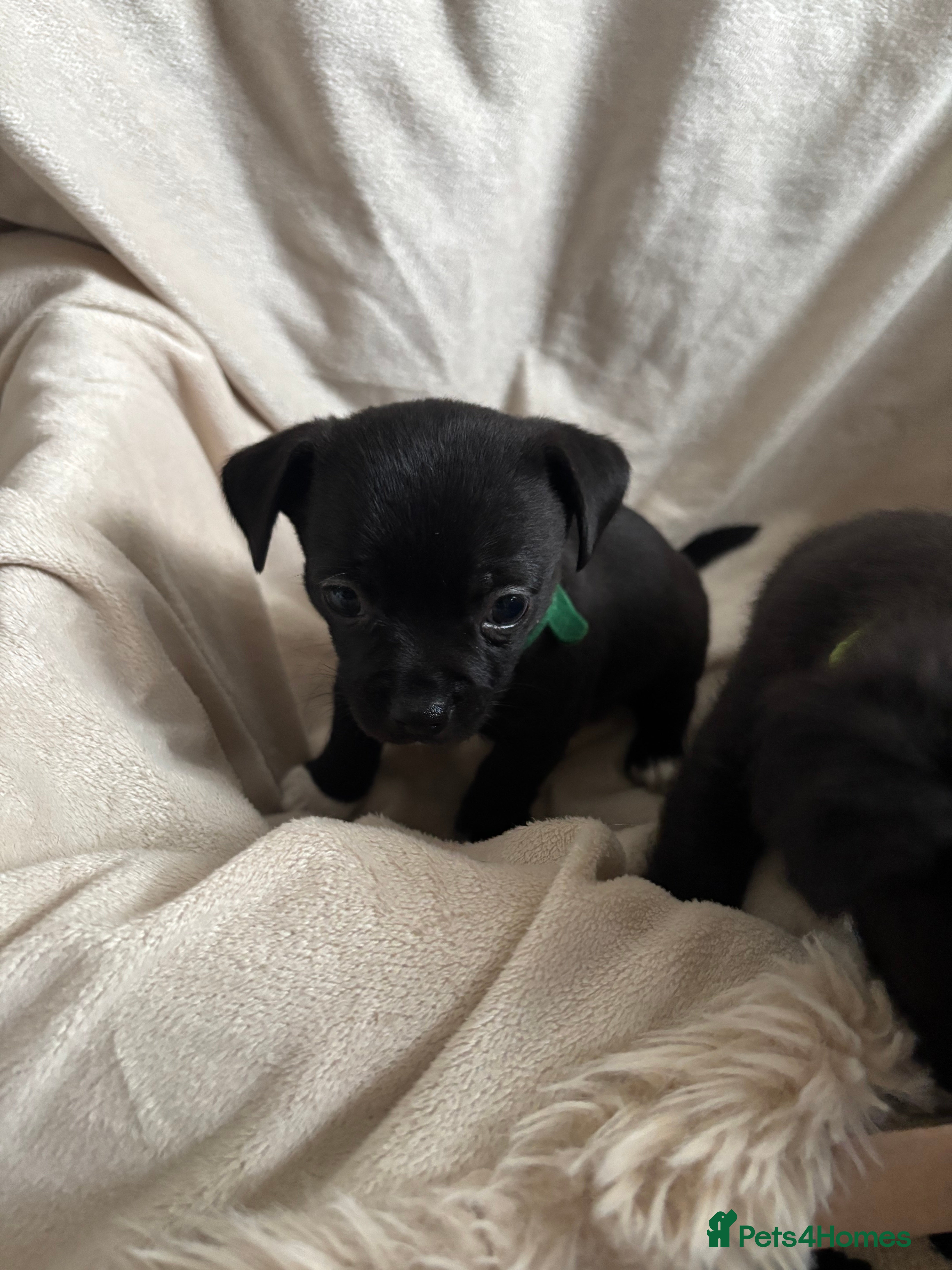 Chihuahua dogs Gorgeous chihuahua pups - Advert 2