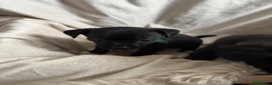 Chihuahua 5