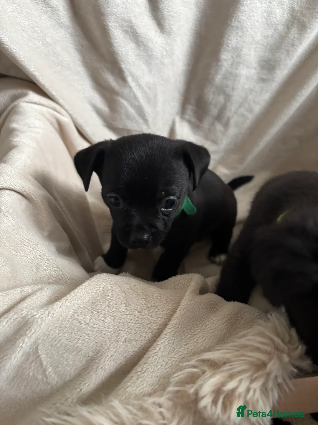 Chihuahua dogs for sale: Gorgeous chihuahua pups in Oxted - Advert 2