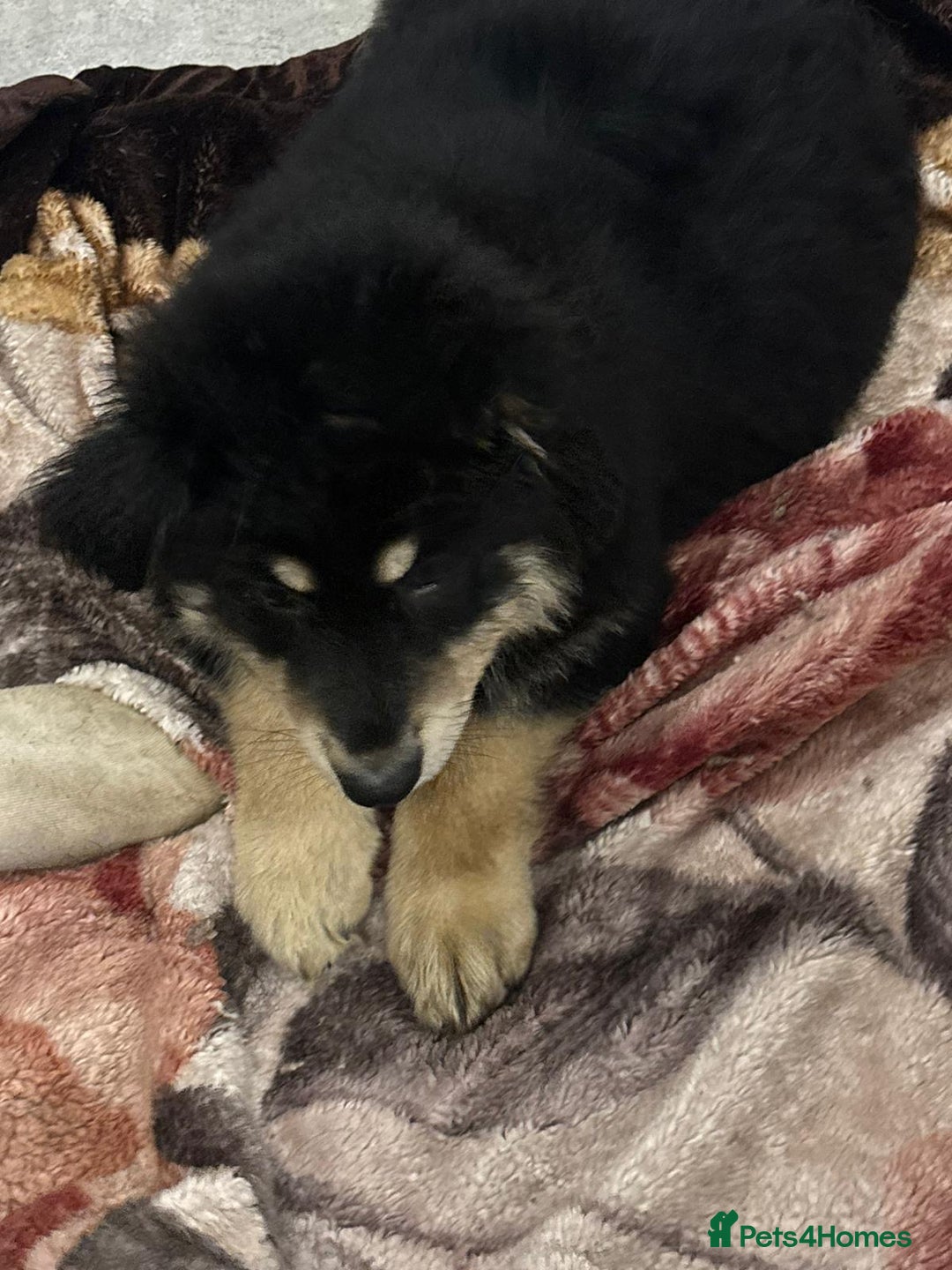 German Shepherd dogs for sale: 2 German Shepard boys  - Advert 15