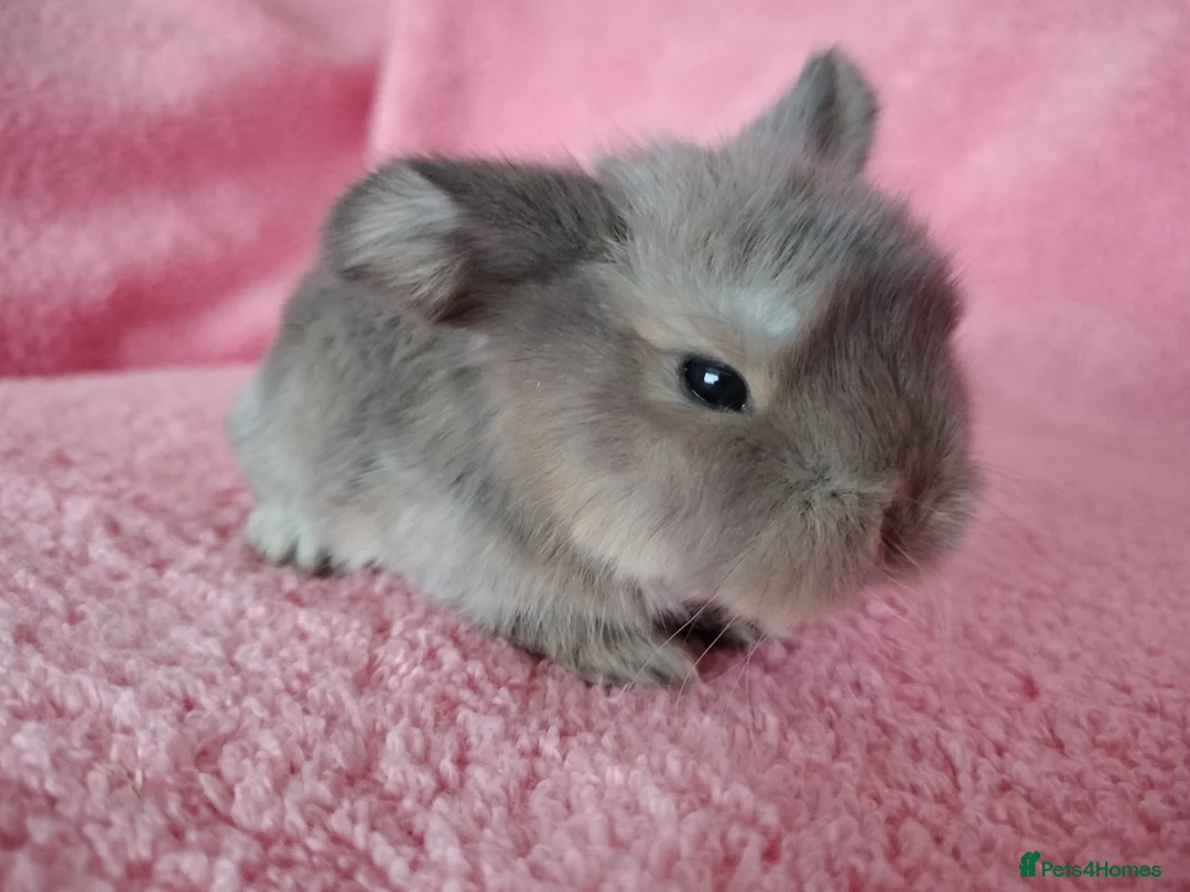 Mini Lop rabbits for sale: Baby mini lops for sale  - Advert 3