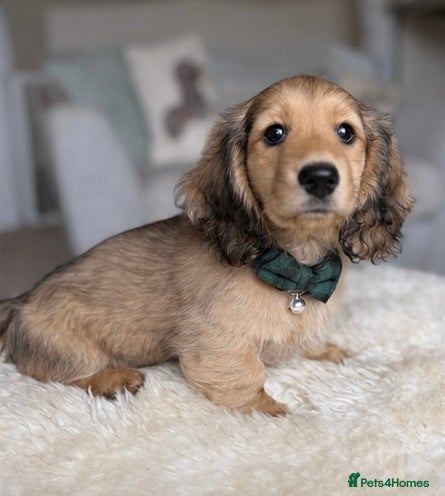 Miniature Dachshund dogs Miniature long haired cream boys - Advert 9