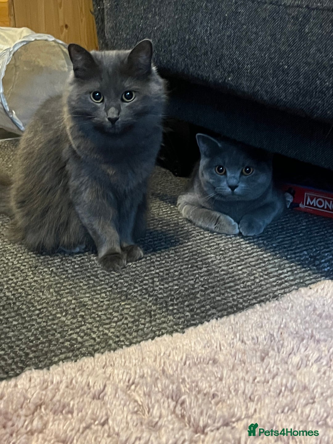 Mixed Breed cats for sale: Mother and daughter cats. - Advert 2