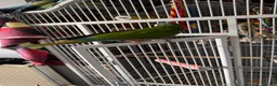 Macaws birds for sale: Male illinger’s  macaw  - Advert 3