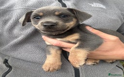Jack Russell dogs for sale: Jack Russell miniature  - Image 5