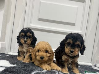 Cockapoo dogs F1 pra clear Cockapoos(council lincesed breeder) - Advert 5