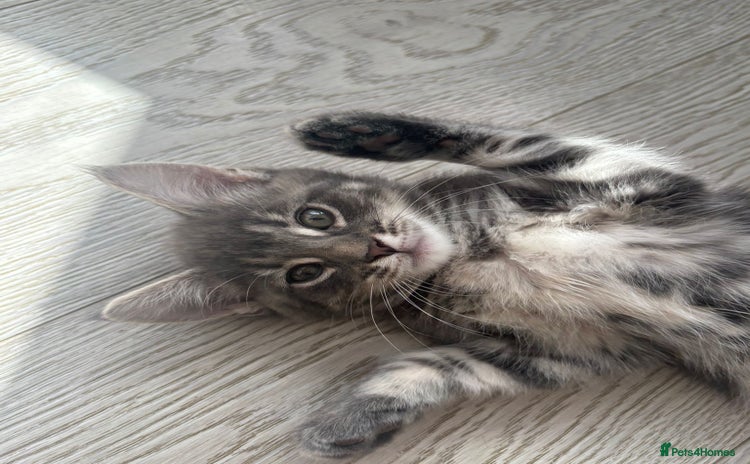 Mixed Breed cats - Advert 4